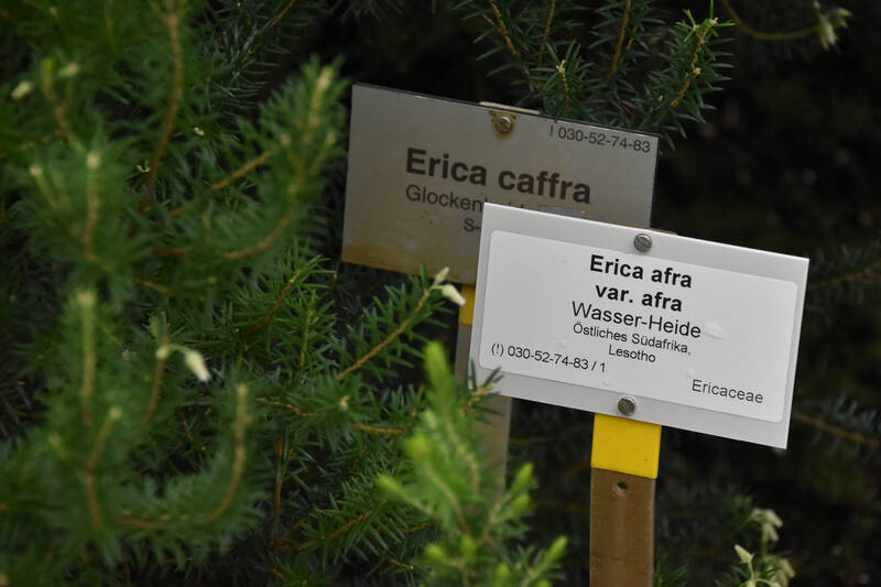 Plant labels at the Botanical Garden and Botanical Museum